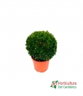 BUXUS BOLA M23