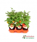 PHYSALIS M13
