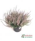 CALLUNA M17