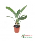 STRELITZIA REGINAE M17