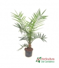 PHOENIX CANARIENSIS M15