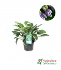 HOSTA M19