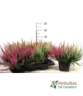 CALLUNA M17 BICOLOR