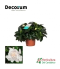 Gardenia blanca