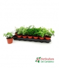 HEDERA M8 MIX