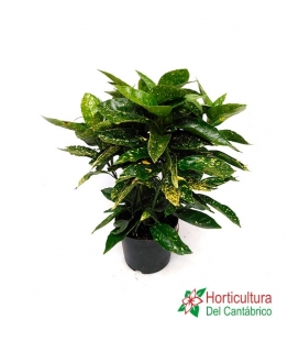 AUCUBA JAPONICA 3L