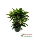 AUCUBA JAPONICA 3L