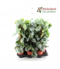 SCINDAPSUS PICTUS TUTOR M15