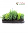 CONIFERA MIX M9