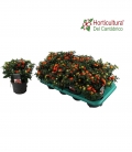 solanum pseudocapsicum