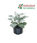 CINERARIA MARITIMA M9