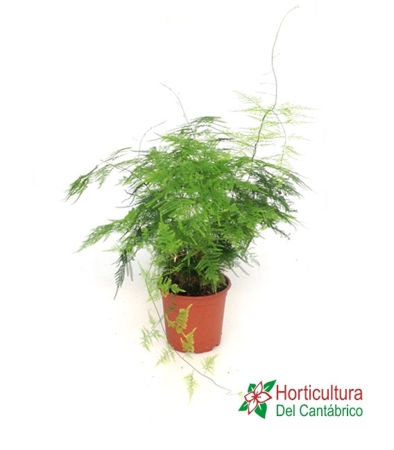 ASPARRAGUS SETACEUS M17