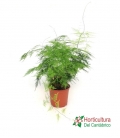 ASPARRAGUS SETACEUS M17
