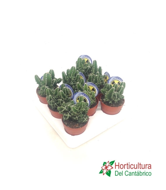 CEREUS M 8