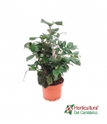 camelia japonica