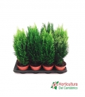 CONIFERAS M 13