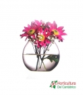 PECERA CRISTAL PEQ