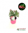 ESCALLONIA M2,5L