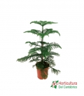 ARAUCARIA M17