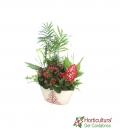Centro de plantas navideño