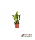 ZAMIOCULCAS M12