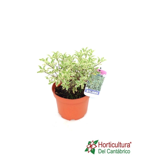 PITTOSPORUM VARIEGATA 2L