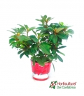 RHODODENDRO M19