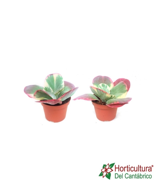KALANCHOE THYRSIFLORA M8