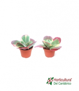KALANCHOE THYRSIFLORA M8.5