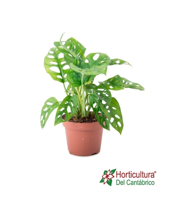 MONSTERA OBLIQUA M17