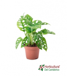 MONSTERA ADANSONII M17