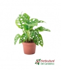 MONSTERA ADANSONII M17