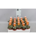 LITHOPS M5