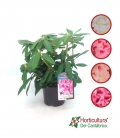 RHODODENDRO M19