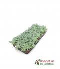 FITTONIA MIXTO