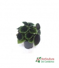 PILEA MOON VALLEY M14