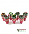 ROSA BEAN MONDE M10