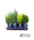 CONIFERA MIX M11
