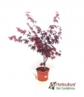 ACER 5L