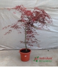 ACER VARIEDADES 15L