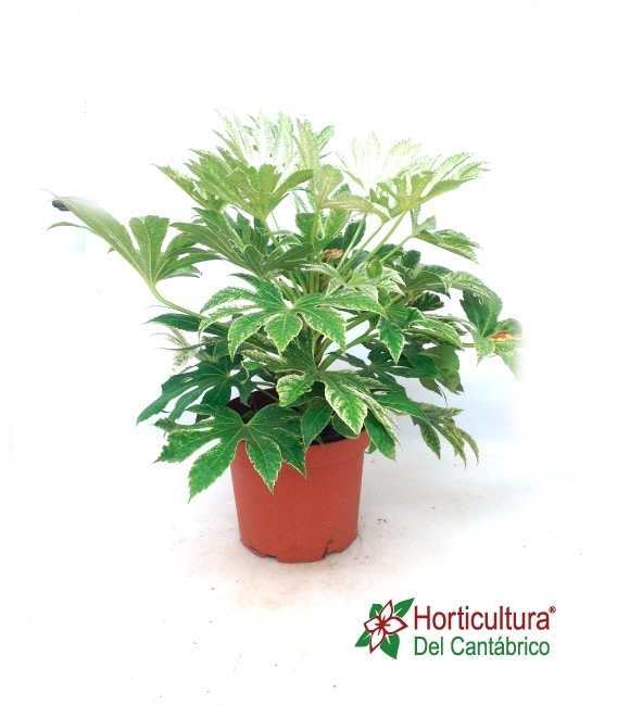 ARALIA SPIDER 7,5L