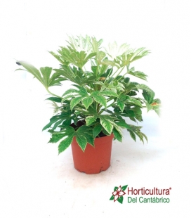 ARALIA SPIDER 7,5L