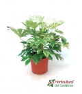 ARALIA SPIDER 7,5L