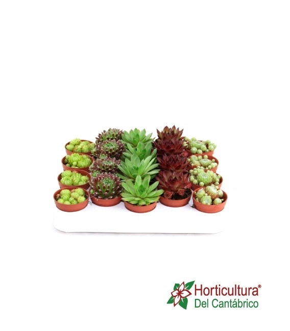 SEMPERVIVUM MIX 5,5