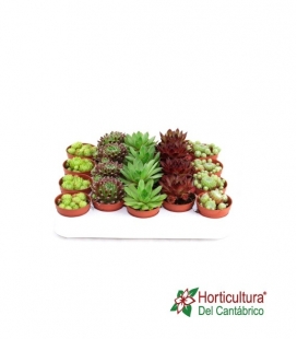 SEMPERVIVUM MIX 5,5