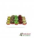 SEMPERVIVUM MIX 5,5