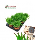HIERBA DE GATO M13