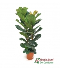 FICUS LYRATA M21