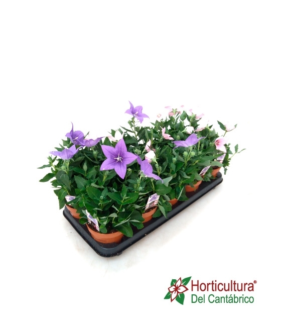Planta de platycodon en blanco rosa o azul