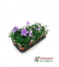 Planta de platycodon en blanco rosa o azul